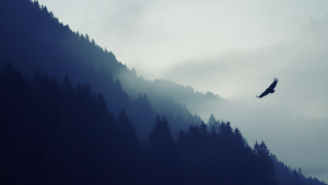 Dark mountain landscape with bird flying through foggy
